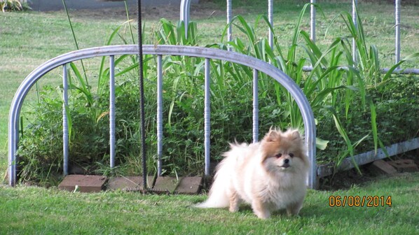 Pets love the large yard