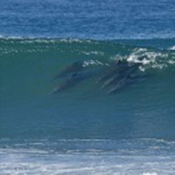 Five dolphins catching some awesome waves in front of our home.
Surfs up!!!