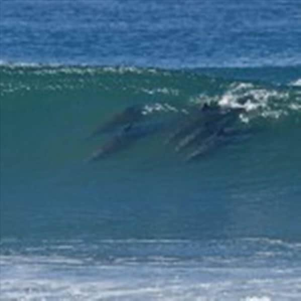 Five dolphins catching some awesome waves in front of our home.