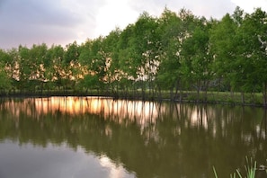 A view of the pond lined with willow trees, at sunset.