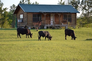Getaway Log Cabin