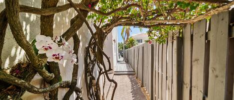 Welcoming Tunnel of Bougainvillea