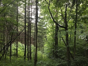 Just open the front door
go left into the woods for a 
walk with your pet.