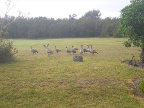The Nene Goose is Hawaii's State Bird