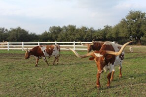 This is Buddie and he is the King of the Longhorns!