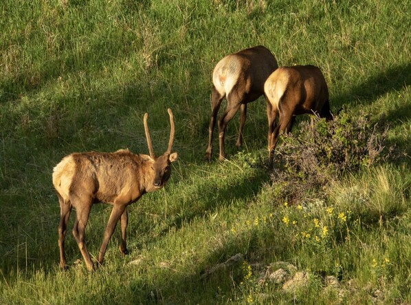 Bull elk and cows in our meadow