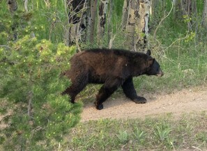 Black bear on road into cabin