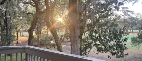 Sunrise Through The Live Oaks At The "Tree House"