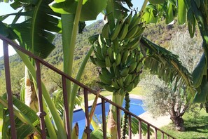 pool and bananas