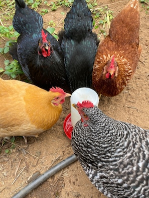 Fresh eggs every morning if you want!
