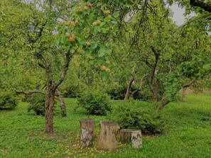 "Mežmaļi" private garden. You can pick apples & berries, eat as much as you want