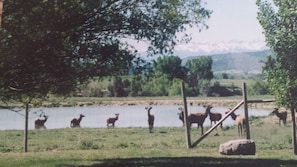 Its spring and babies are being born on  the ranch.  Tours available.