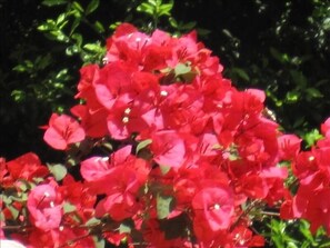 flowers in the garden