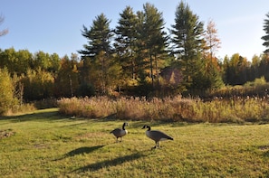 The pond