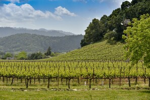 View of Vineyards from Deck