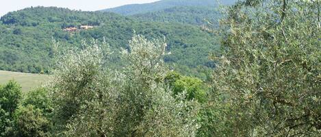 Vista del Borgo nella foresta, bosco e campagna vicino San Gimignano, 5'.  