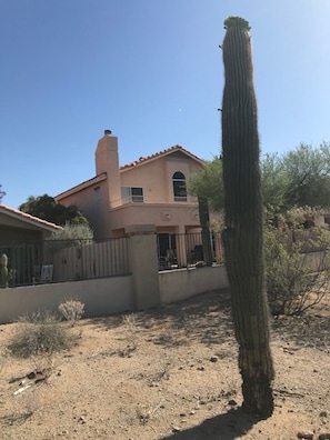 Saguaros in bloom. 