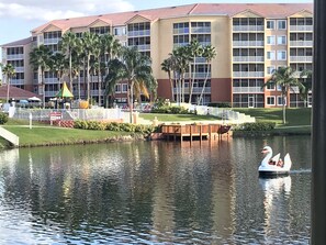 swan pond paddleboat