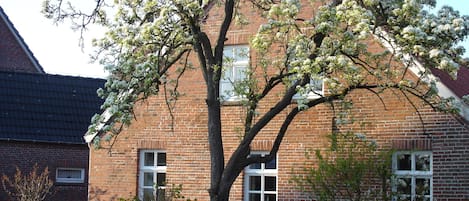 Der alte Birnbaum im Garten