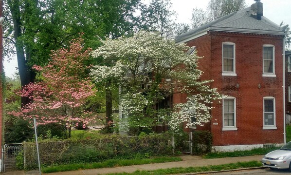 Dogwoods!