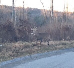 Beautiful 8 point buck just 100 yards from our Paradise!