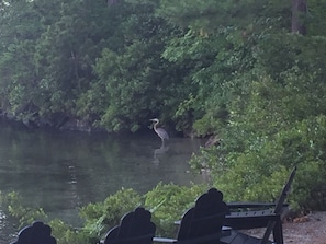 Blue Heron in the cove is a common visitor. So are loon, merganser, otter & mink
