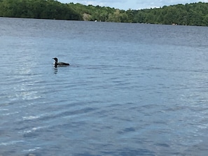 The lovely loons of Lake Opinicon