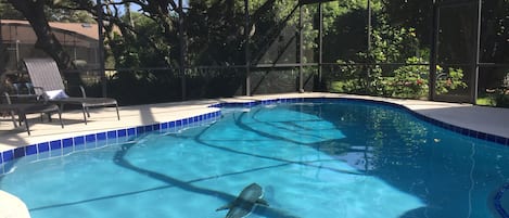 Inviting private pool - swim with the shark!