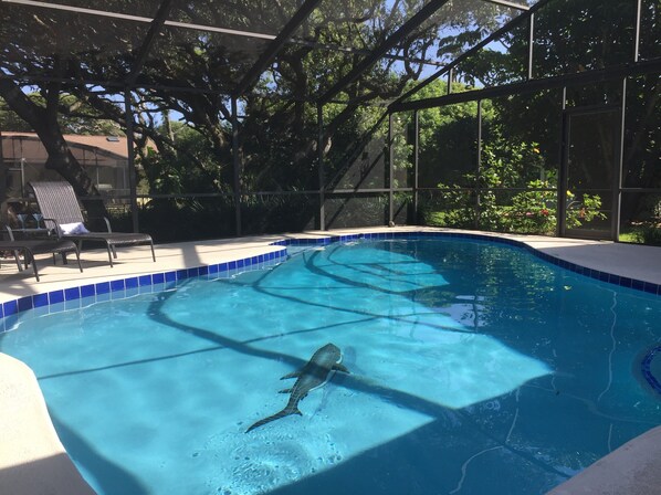 Inviting private pool - swim with the shark!