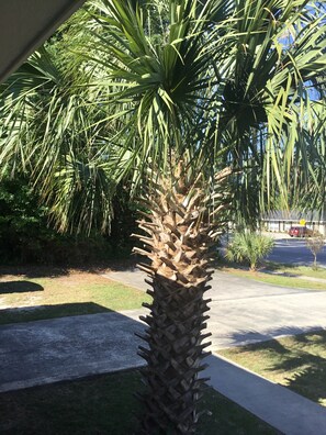 Lovely Palm Tree