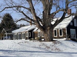 Front yard with 250 year old maple.
