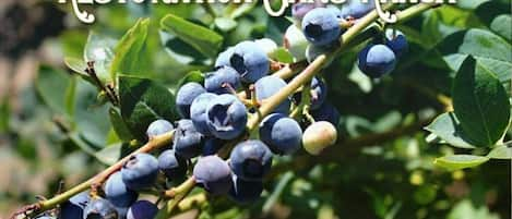 Seasonal Blueberry, Blackberry, Raspberry Farm - U-Pick (May through October)