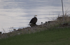 Watch gorgeous wildlife