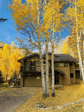 Fall Aspen leaf colors 