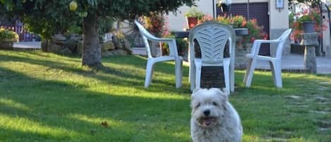 Como se lo pasan los perros en el jardín