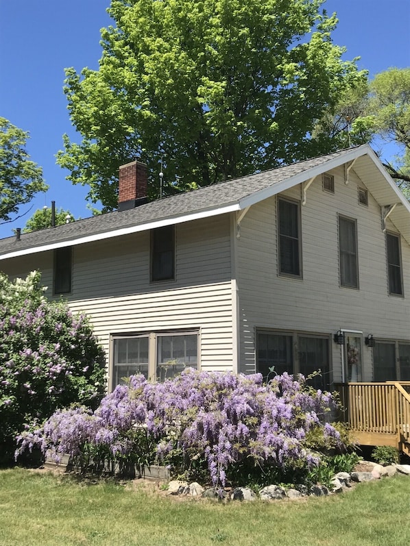 Lilacs and wisteria are in bloom.
