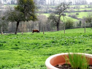 Plante, Communauté Des Plantes, Pot De Fleur, Plante D'Appartement, Vertébré, Vert, La Nature, Arbre, Végétation