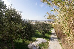 Garden with our olive trees