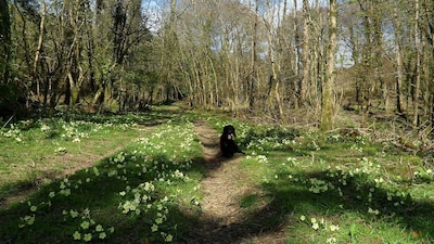 Quiet, Countryside Retreat:  Spreacombe Gardens near Woolacombe