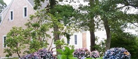 Our home and hydrangeas - summertime in Chatham!