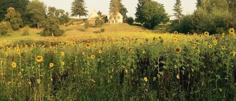 Umgebung-Idylle pur.