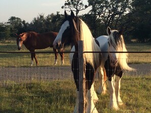 Horses on property