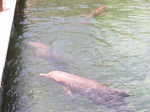 Swim with dolphins, or just watch while in any of many Downtown restaurants