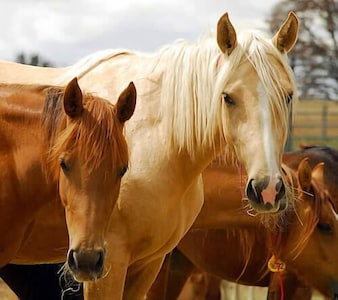 View wild horses-see Dinosaur Nat'l Park/hunt/fish/snowmobile-Craig, Colorado