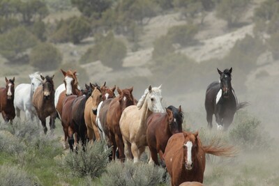 View wild horses-see Dinosaur Nat'l Park/hunt/fish/snowmobile-Craig, Colorado