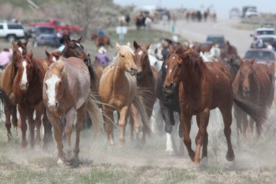 View wild horses-see Dinosaur Nat'l Park/hunt/fish/snowmobile-Craig, Colorado