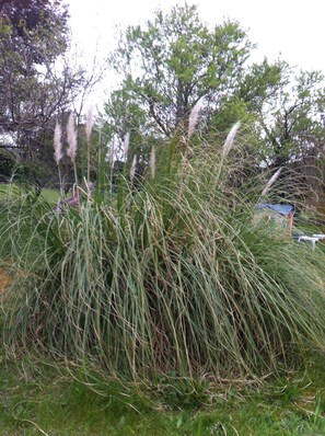 les herbes de la pampa