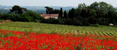 Saint Ferreol Vines and Poppies