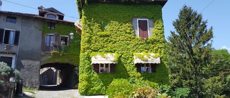 The Ivy covering the House