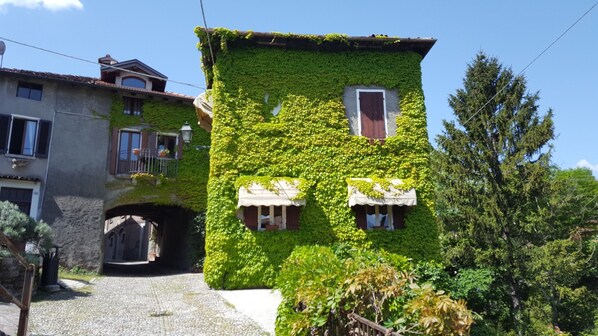 The Ivy covering the House